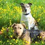 Parson_Jack_Russell Terrier+Welsh_Terrier2(1)